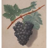 H.Brookshawthree coloured aquatintsGrapes; Red Fronlniac pl.LVI, Old St Peter pl.LVIII & Black