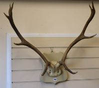 8 various antlers and skulls on plaques