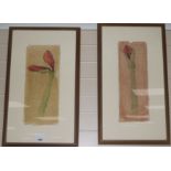 Sigrid Mullerpair of crayon and watercolour drawingsAmaryllis flowerssigned and dated 9747 x 20cm