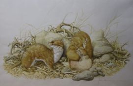 An early original water colour by Neil Cox of two weasels in country setting.signed38 x 55cm