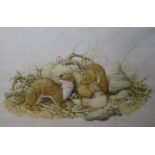 An early original water colour by Neil Cox of two weasels in country setting.signed38 x 55cm