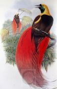 Gould, J - The Birds of New Guinea, folio with colour plates, red cloth with gilt lettering, Ltd