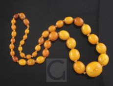 A single strand graduated oval amber bead necklace, gross weight 30 grams, 44cm.