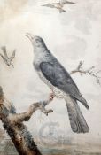 Jabas Heenck (1752-1782)watercolourCuckoo in a landscapeinscribed verso and dated 177715 x 10in.
