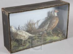 A Victorian taxidermic group of two pheasants, in naturalistic setting, width 36.5in. height 22in.