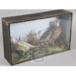 A Victorian taxidermic group of two pheasants, in naturalistic setting, width 36.5in. height 22in.