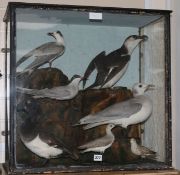 A case of taxidermic Gulls and other birds