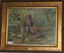 E. NealewatercolourPheasants in woodlandsigned and dated 189817 x 22.75in.