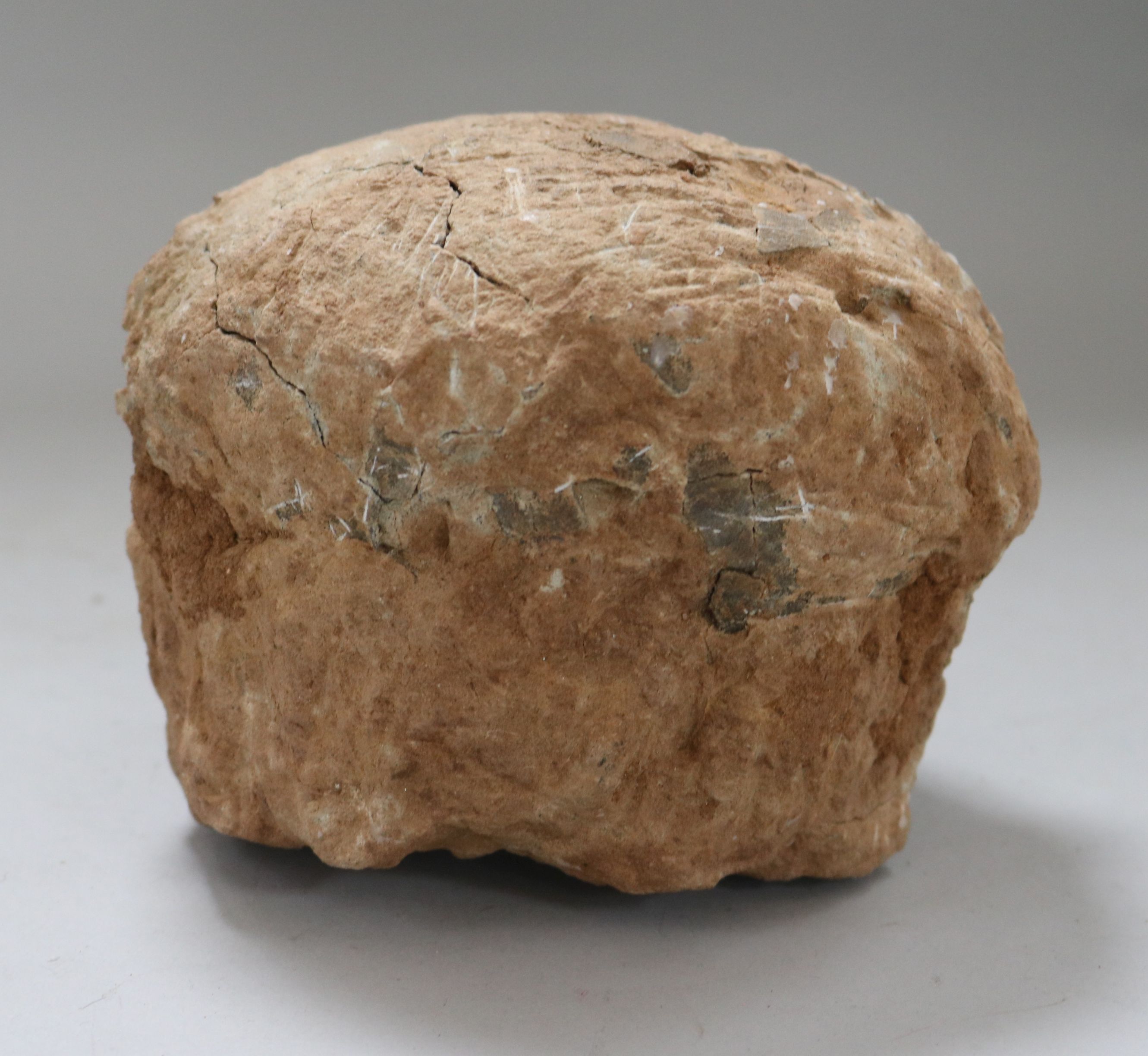 A fossilised sauropod dinosaur egg