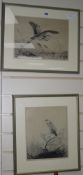 Winifred Marie L Austenpair etchingsStudies of herons24 x 31cm