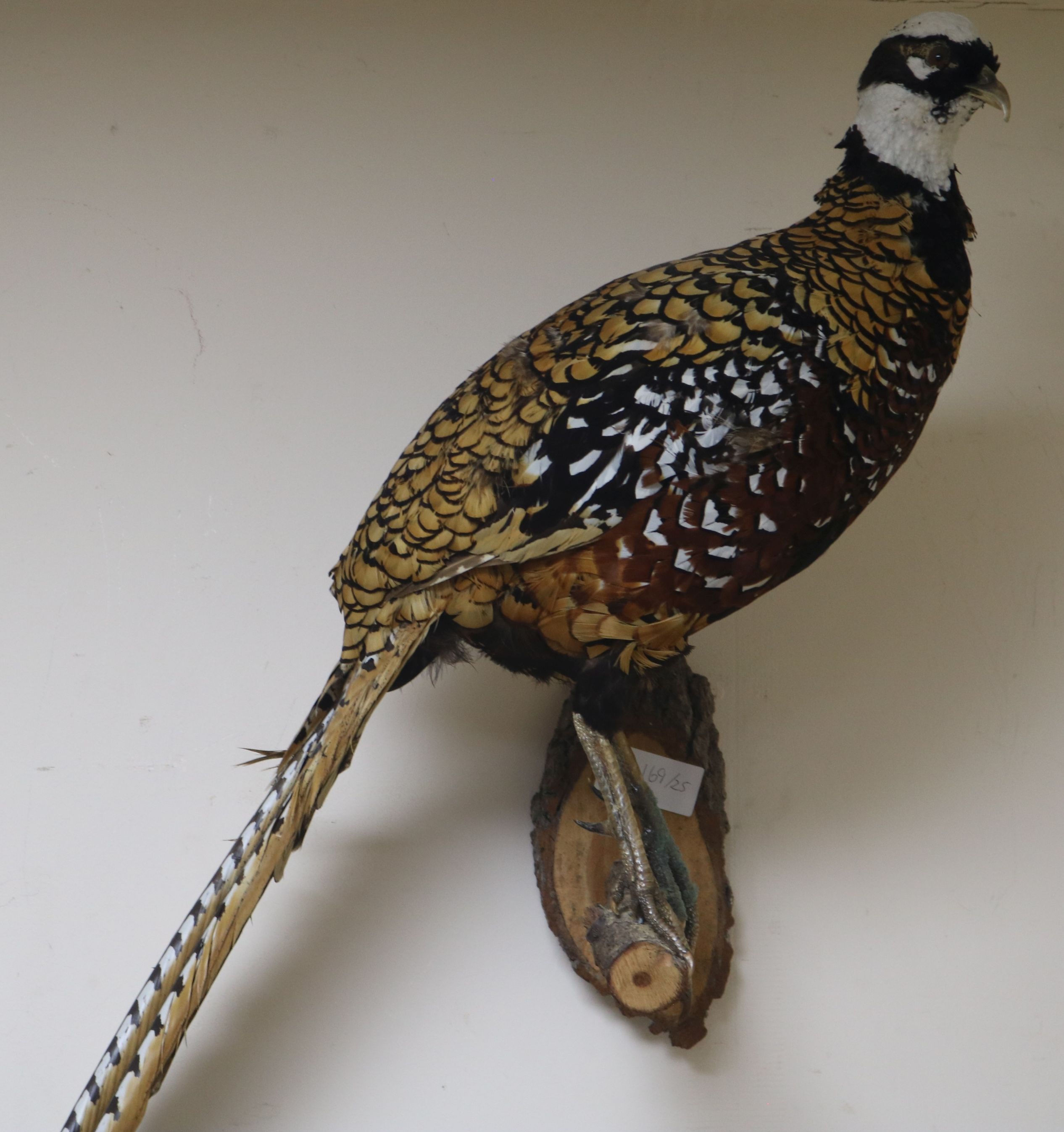 A taxidermic pheasant