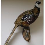 A taxidermic pheasant