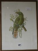 A coloured engraving of a parrot (Perroquet),16.5 x 12in.