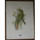 A coloured engraving of a parrot (Perroquet),16.5 x 12in.