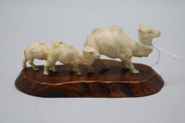 A Japanese carved ivory group of three camels