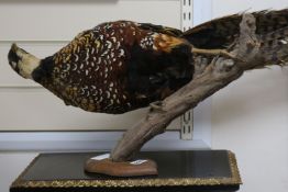 A taxidermic pheasant