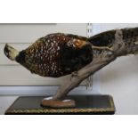 A taxidermic pheasant