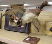 A taxidermic duck, wing span 64cm, height 45cm