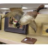 A taxidermic duck, wing span 64cm, height 45cm