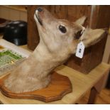 A taxidermy mounted deer's head