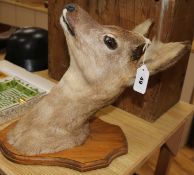 A taxidermy mounted deer's head