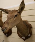 A taxidermy deer's head