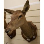 A taxidermy deer's head