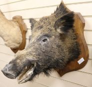 A taxidermy boar's head