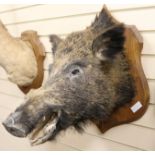 A taxidermy boar's head