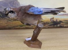 A taxidermic jay, height 22cm