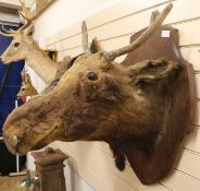A taxidermy moose head