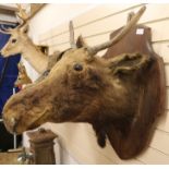 A taxidermy moose head
