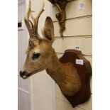 A taxidermy deer