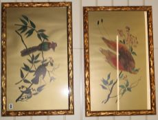 English Schoolpair of coloured printsStudies of Birds of Paradise 14 x 24in. and a similar fan