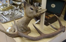 A six point stag antler