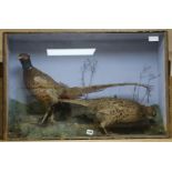 A taxidermic case of two pheasants width 86cm height 56cm