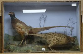A taxidermic case of two pheasants width 86cm height 56cm