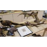 A taxidermic jay, a six point stag antler and a taxidermic pheasant height 22cm