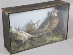 A Victorian taxidermic group of two pheasants, in naturalistic setting, H.44cm,W.61cm
