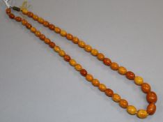 A single strand amber bead necklace, gross 25 grams.