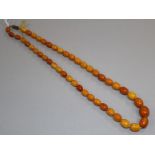 A single strand amber bead necklace, gross 25 grams.