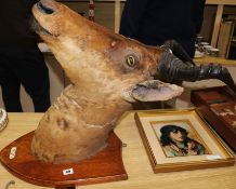 A Hartebeest taxidermic shoulder mount, on wooden shield bearing ivorine plaque, 'Kamiti Plains,