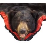 A large black bear (Ursus Americanus) rug 187cm long, 188cm wide, in good condition