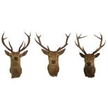 Three taxidermy trophy stag heads 80cm, 90cm and 93cm high (3)