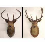 An eight point mounted stags head on an oak shield, 90cm x 70cm and another mounted Fallow Deer