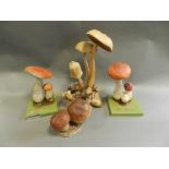 A collection of scientific display models of fungi and mushrooms,