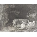 After George Stubbs (1724-1806) Leopards at play, etching and engraving, First published 1780,