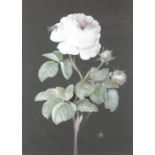 British school, 19th century Study of a rose with insects, gouache,