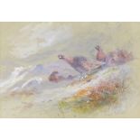 James Stinton (1870-1961) Grouse on a hillside, signed lower right, watercolour over pencil,