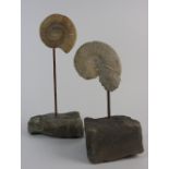 Two ammonite fossils mounted on copper rods set into hewn stone blocks, 42 and 34cm high overall,